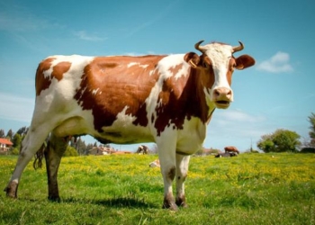 Going, Going, Gone. Soon the Largest Creature On Earth Will Be A Cow