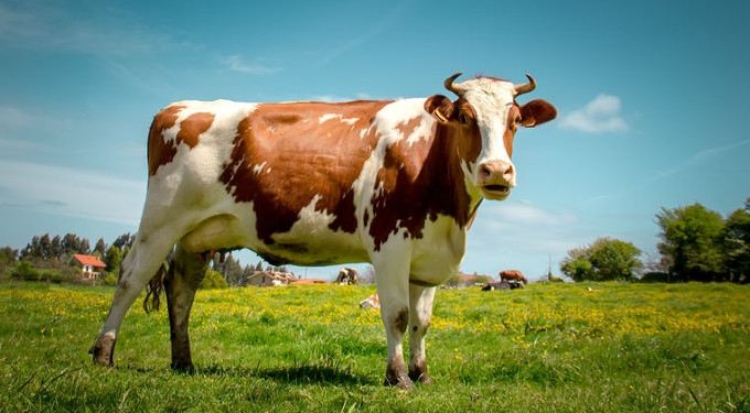 Going, Going, Gone. Soon the Largest Creature On Earth Will Be A Cow
