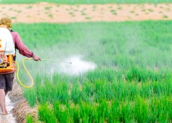 See Which Produce Has the Most Pesticides In EWG’s 2018 Dirty Dozen List