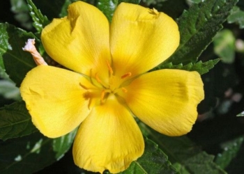 This Herb Helps You Deal With Stress and Addresses Impotence