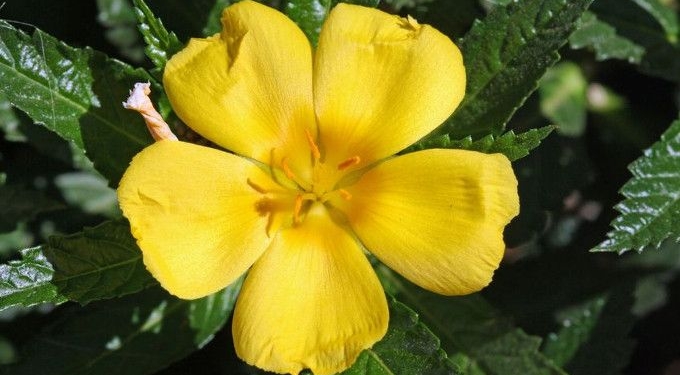 This Herb Helps You Deal With Stress and Addresses Impotence