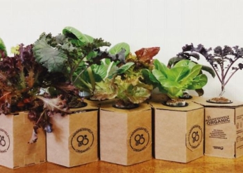 Affordable ‘Plant Pod’ Grows More Lettuce In One Room Than A Half-Acre Plot