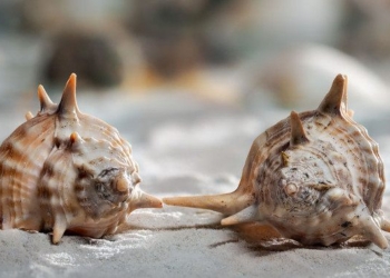 Biologists ‘Transfer’ a Memory From One Marine Snail to Another Using RNA Injection