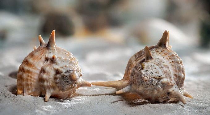 Biologists ‘Transfer’ a Memory From One Marine Snail to Another Using RNA Injection