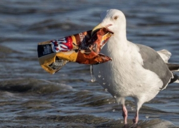 EU Urged to Go Further to Save Trash-Filled Waters With New Proposed Plastics Ban