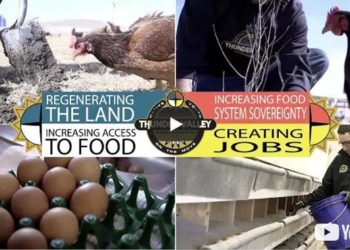Changing the World — One Chicken at a Time