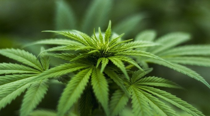 Researchers Develop Faster Test For Cannabis Potency and Quality