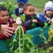 Study Shows School Gardens Help To Prevent Nutritional Deficiencies In Children