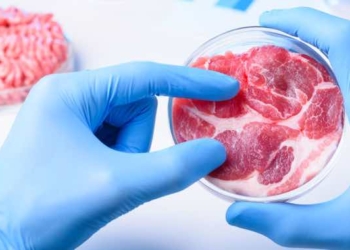 Ditching Nature in Favor of Fake Food Is Not the Solution to Destructive Factory Farming