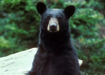 What a Bear, Copperhead, and a Dog Taught Me About Fear