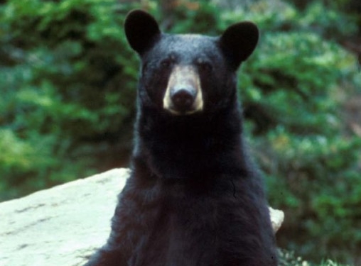 What a Bear, Copperhead, and a Dog Taught Me About Fear