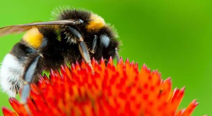 The Canadian government on Wednesday unveiled plans to phase out pesticides that scientists have found are harmful to bees.