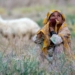 The Human Cost of War for Afghan Children