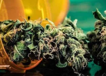 Medical Marijuana Could END Big Pharma’s Grip On Our Lives