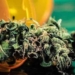 Medical Marijuana Could END Big Pharma’s Grip On Our Lives