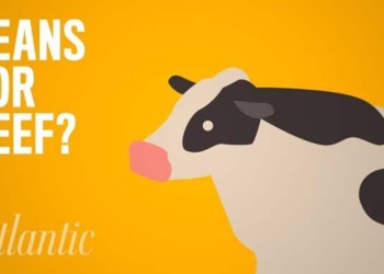 Conscious Nutrition: What If Everyone Ate Beans Instead Of Beef