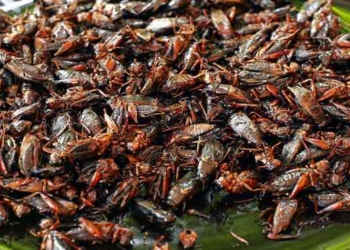 Dr. Mercola: Eating Crickets Could Be Good For Your Gut