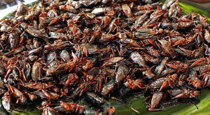 Dr. Mercola: Eating Crickets Could Be Good For Your Gut