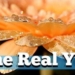 Kryon Describes What You Really Look Like on The Other Side