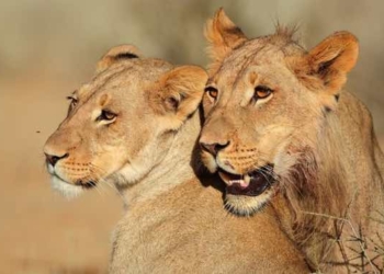 To Prevent ‘Major Extinction Crisis,’ Scientist Call for Designating Half of Planet as Protected Areas by 2050