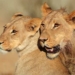 To Prevent ‘Major Extinction Crisis,’ Scientist Call for Designating Half of Planet as Protected Areas by 2050