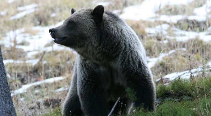 Stay of Execution for Yellowstone Grizzly Bears as Court Rules Trump Admin Illegally Gutted Protections