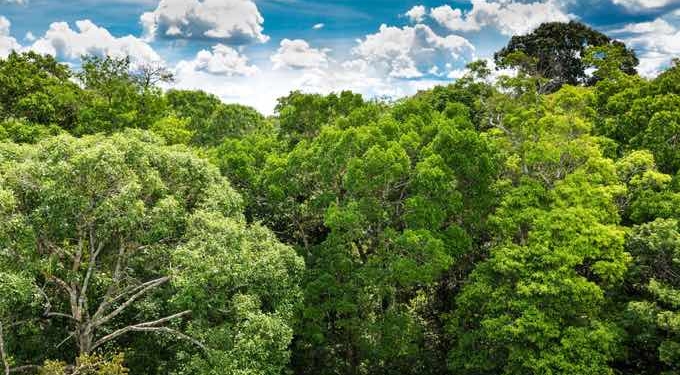 Urging Multi-Pronged Effort to Halt Climate Crisis, Scientists Say Protecting World’s Forests as Vital as Cutting Emissions