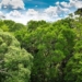 Urging Multi-Pronged Effort to Halt Climate Crisis, Scientists Say Protecting World’s Forests as Vital as Cutting Emissions