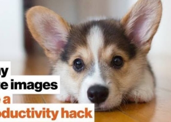 WATCH: Why Cute Images Are a Productivity Hack [2-MIN VIDEO]