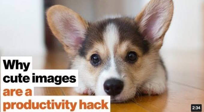 WATCH: Why Cute Images Are a Productivity Hack [2-MIN VIDEO]