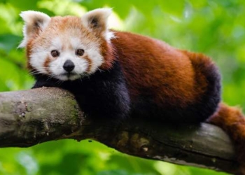 Humanity Chopping Down Tree of Life, Warns New Research, ‘Including Branch We Are Sitting On’