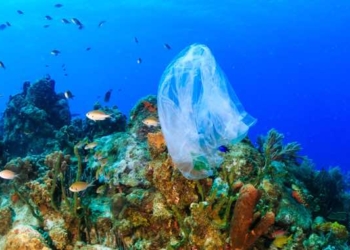 Single-use Plastics Ban Approved by European Parliament