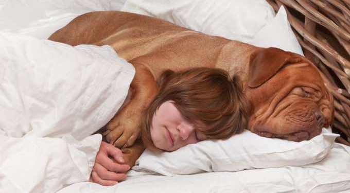 Letting Your Dog Sleep With You Is Good for Chronic Pain Sufferers, New Study Says