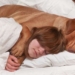 Letting Your Dog Sleep With You Is Good for Chronic Pain Sufferers, New Study Says