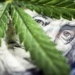 Big Pharma Could Lose $18 BILLION If Marijuana Legalized Across The US
