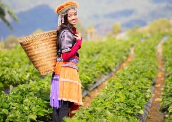 The New “Declaration on the Rights of Peasants” Represents a HUGE Advancement for Human Rights