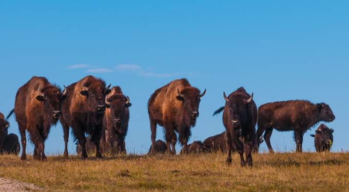 How Native American Tribes Are Bringing Back the Bison From Brink of Extinction