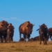 How Native American Tribes Are Bringing Back the Bison From Brink of Extinction