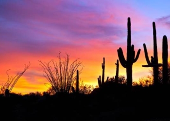 Collecting Clean Water From Air, Inspired By Desert Life