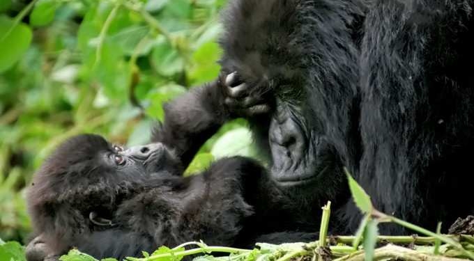 99 Good News Stories You Probably Didn’t Hear About in 2018