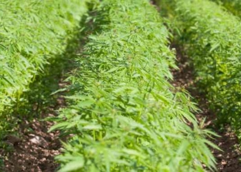 Here Comes Hemp: Congress Votes to Unleash a Billion-Dollar Industry