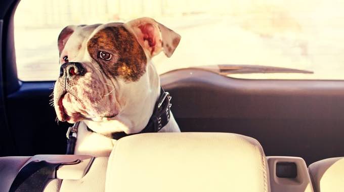 How To Choose The Best Dog Booster Seat For Your Pet