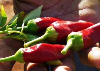 Unlike a Globalized Food System, Local Food Won’t Destroy the Environment