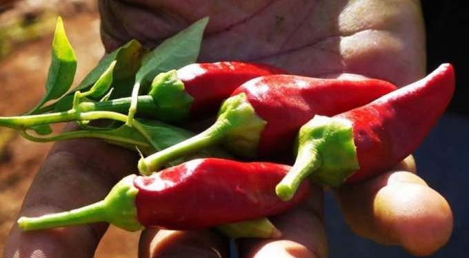 Unlike a Globalized Food System, Local Food Won’t Destroy the Environment