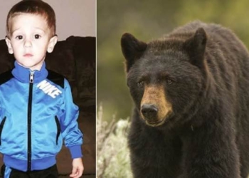 Black Bear Protects Missing Three-Year-Old Casey Hathaway For Two Days – “a Friend In the Woods”