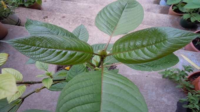 Maeng Da Kratom- All You Need to Know