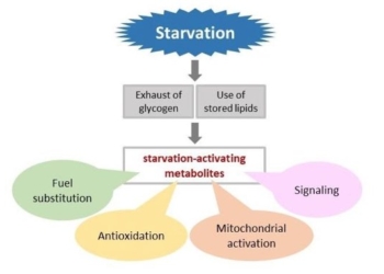 Study: Fasting Boosts Metabolism, Generates Antioxidants, and Helps Reverse Some Effects of Aging