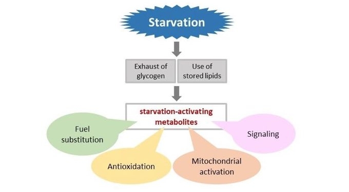 Study: Fasting Boosts Metabolism, Generates Antioxidants, and Helps Reverse Some Effects of Aging