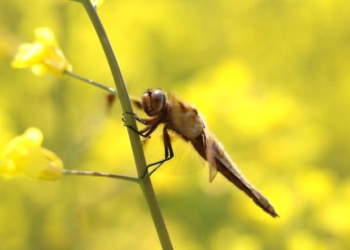 Scientists Warn Crashing Insect Population Puts ‘Planet’s Ecosystems and Survival of Mankind’ at Risk
