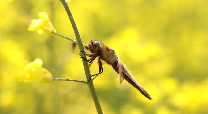 Scientists Warn Crashing Insect Population Puts ‘Planet’s Ecosystems and Survival of Mankind’ at Risk